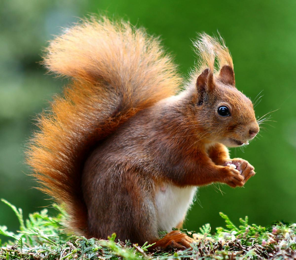Rotes Eichhörnchen im Grünen auf Baumstumpf