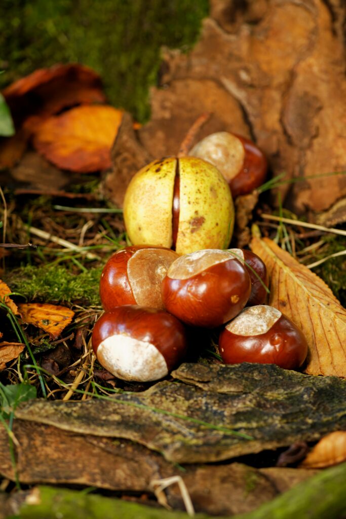 Ein Bündel glänzender brauner Kastanien mit weißen Flecken liegt zwischen trockenen Blättern, Gras und Moos auf dem Boden. Eine gelb-grüne Kastanienhülle ist oben aufgespalten und gibt den Blick auf die Nuss im Inneren frei.