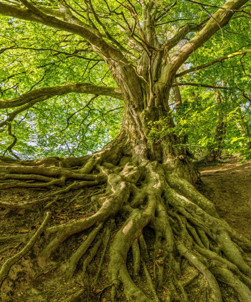 Ein großer Baum mit dicken, verschlungenen Wurzeln, die über den Boden ragen und sich weit in einem Wald ausbreiten, in dem das Sonnenlicht durch die hellgrünen Blätter fällt.