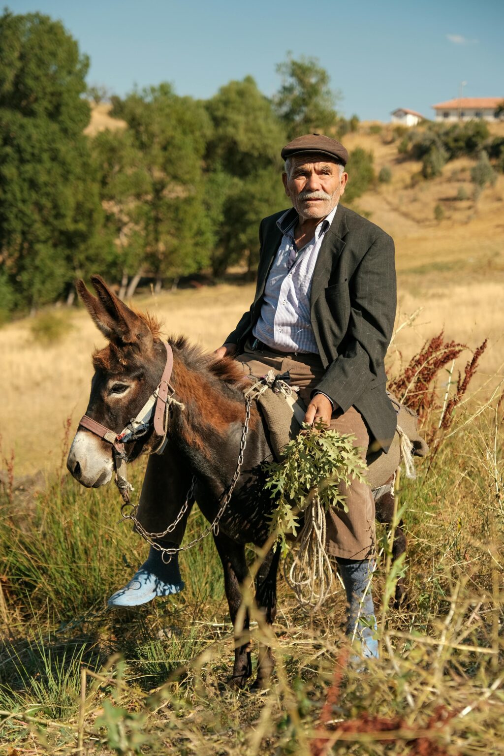 Ein älterer Mann mit einer flachen Mütze und einem Blazer reitet an einem sonnigen Tag auf einem Esel durch eine grasbewachsene, ländliche Landschaft, in der Hand ein Bündel belaubter Zweige.