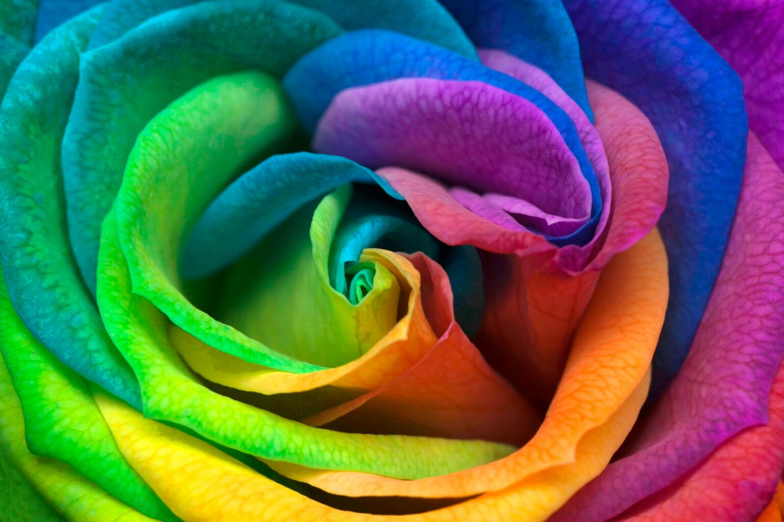 Nahaufnahme einer Rose mit Blütenblättern in leuchtenden Regenbogenfarben, darunter grün, gelb, blau, rosa, orange und lila.